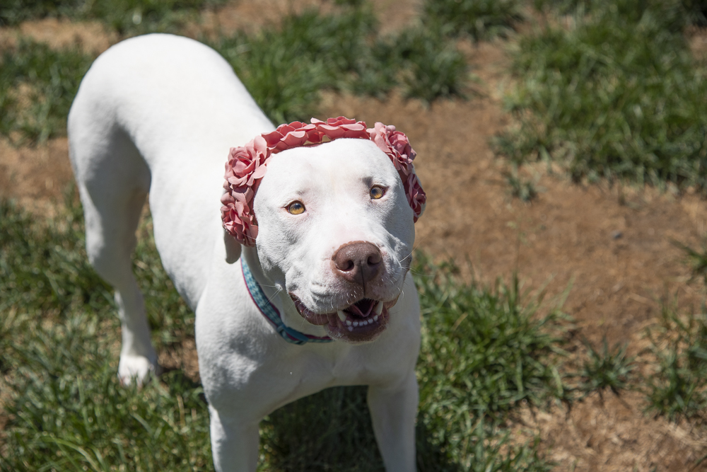 Bria - adoptable dog in Denver, CO