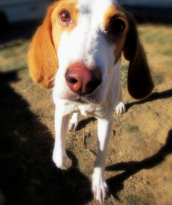 Roo and Boo are Lemon Walker hound mixes available for adoption in Denver, Colorado