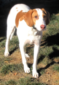 Roo and Boo are Lemon Walker hound mixes available for adoption in Denver, Colorado