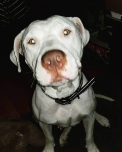 Bria - dog available for adoption near Denver, CO