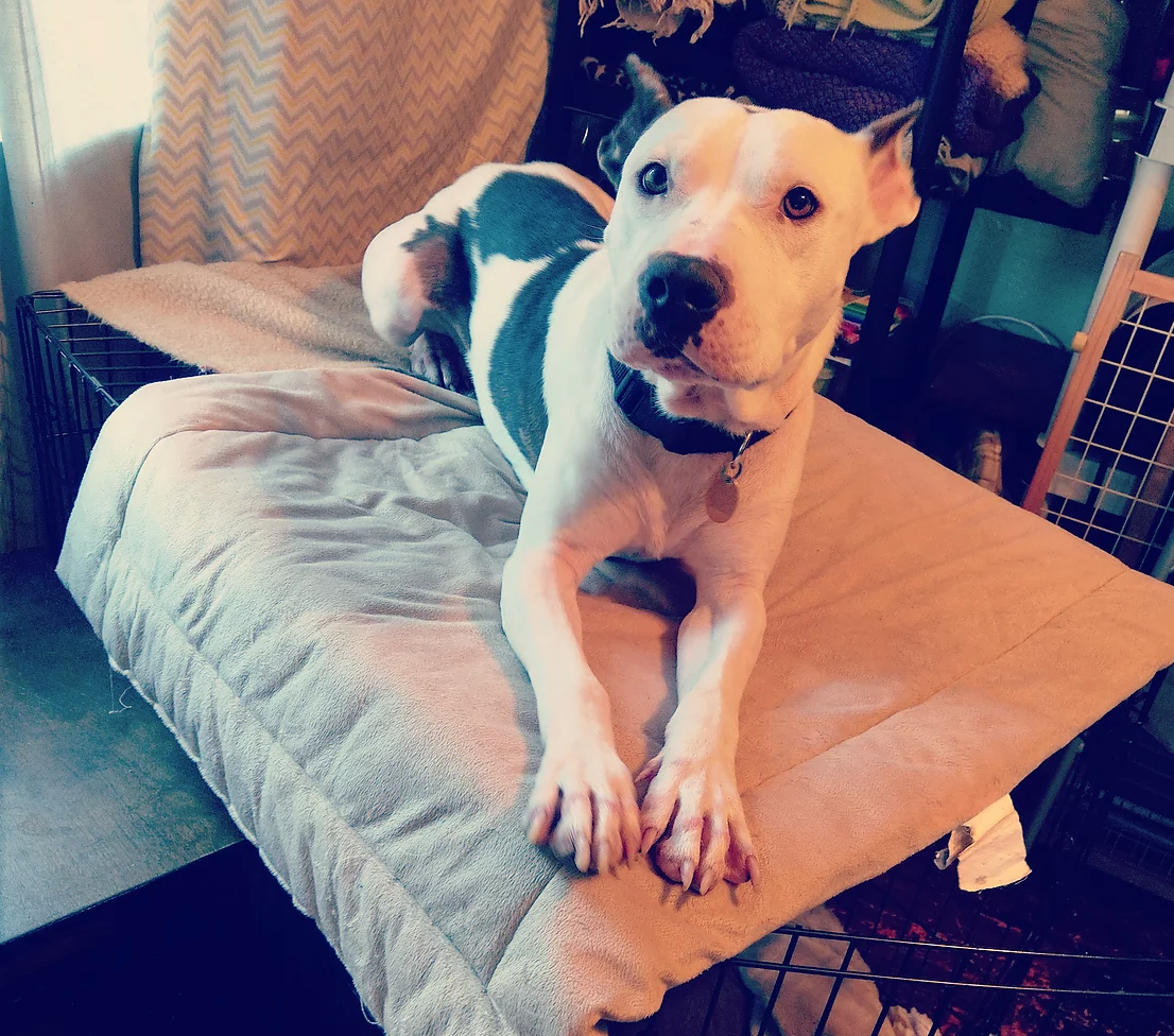 Buddy the Elf is an adorable pittie type mix available for adoption