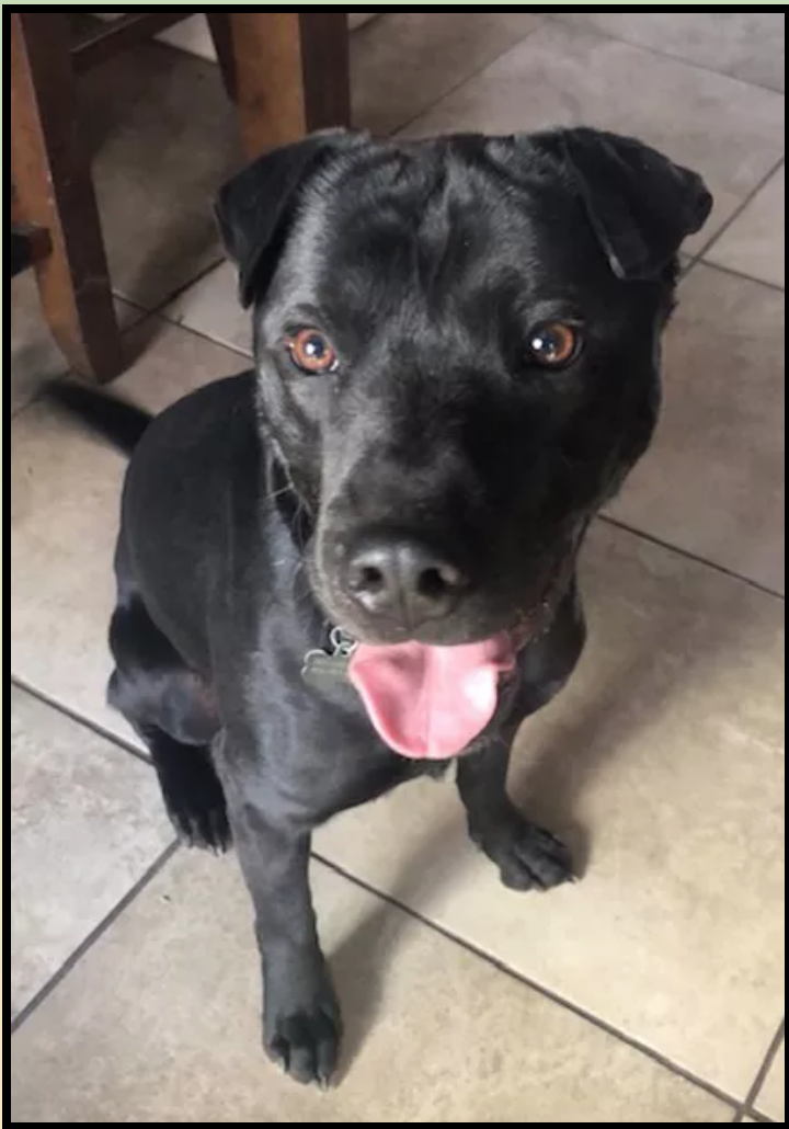 Caleb is a black sharpei mix available for adoption in Denver, Colorado