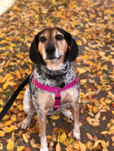 Luxie - a bluetick/beagle mix available for adoption in Denver, Colorado