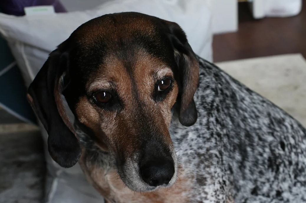 Luxie - a bluetick/beagle mix available for adoption in Denver, Colorado