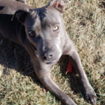 Molly is a grey Staffy mix available for adoption near Denver, CO
