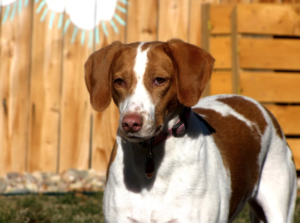 Roo and Boo are Lemon Walker hound mixes available for adoption in Denver, Colorado