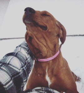Rosey is a redbone hound available for adoption in Denver, Colorado