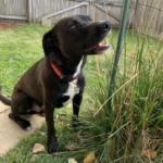 Tanner is a lab mix dog available for adoption in Denver, CO