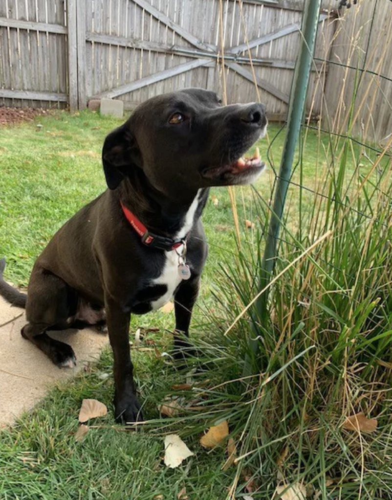 Tanner is a lab mix dog available for adoption in Denver, CO
