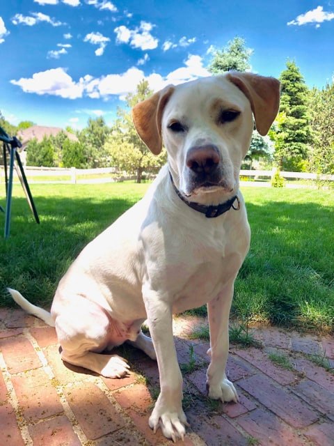 Kasper Hank is available for adoption in Denver, CO