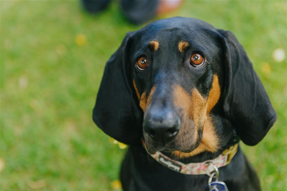 Berkely, a black and tan hound available for adoption in Denver CO