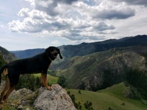 Berkely, a black and tan hound available for adoption in Denver CO