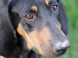 Berkely, a black and tan hound available for adoption in Denver CO