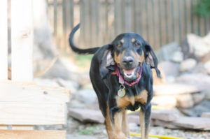 Berkely, a black and tan hound available for adoption in Denver CO