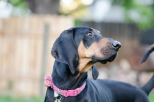 Berkely, a black and tan hound available for adoption in Denver CO