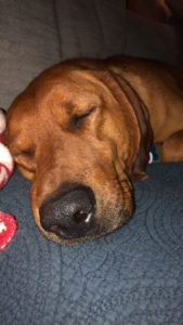 Max, a redbone hound for adoption in Denver CO