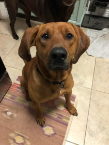 Max, a redbone hound for adoption in Denver CO