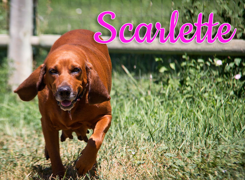 Scarlette! Mommy of these amazing puppies.