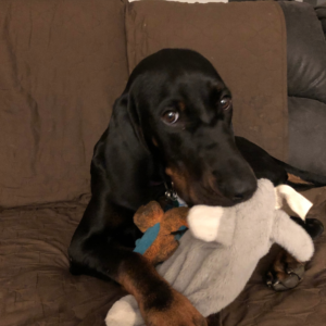 Annie, a Black and Tan Coonhound for adoption in Denver