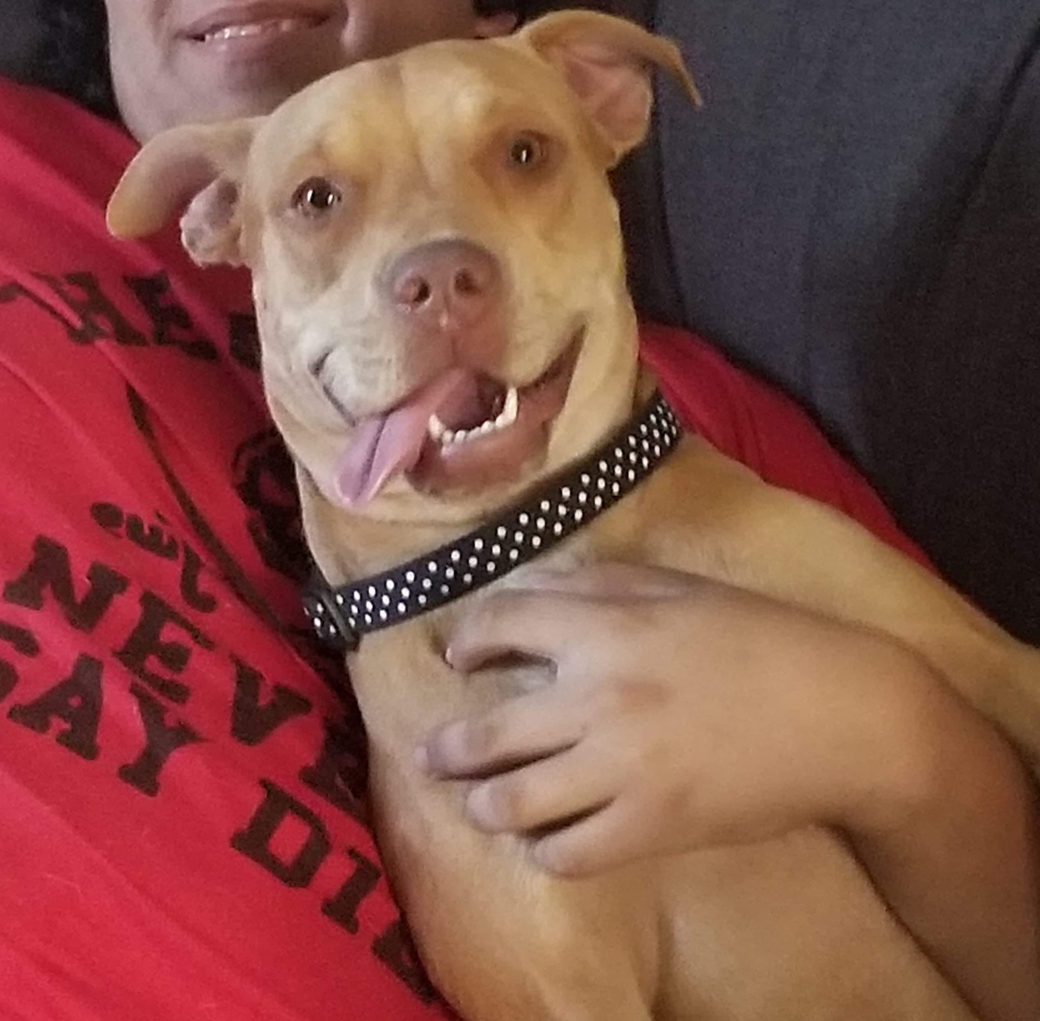 Lula the Love Bug – ADOPTED