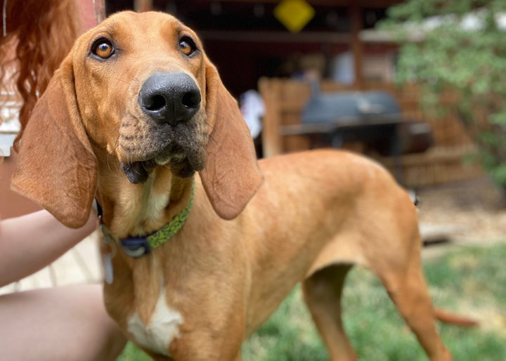 bloodhound lab mix puppy