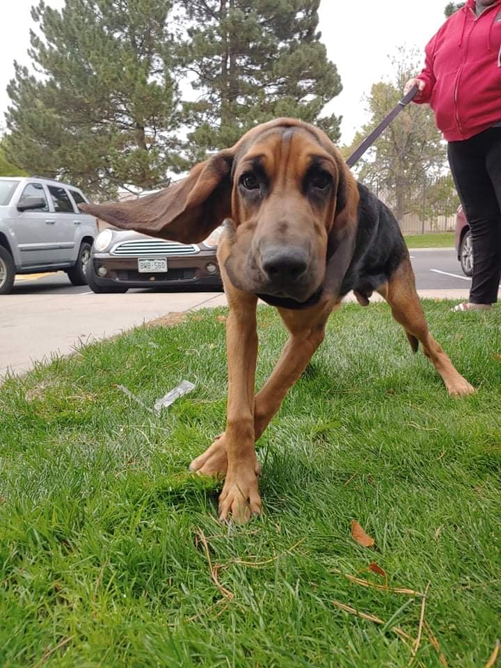 Gumbo the Bloodhound Baby – Adopted!