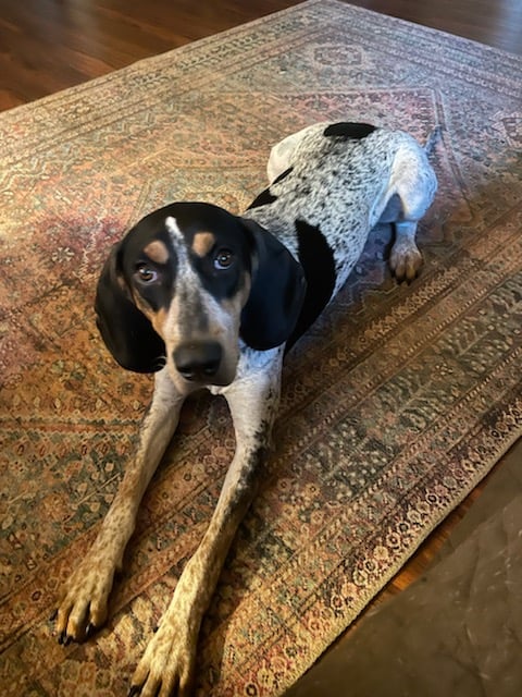 Lucy the Bluetick Hound – ADOPTED!