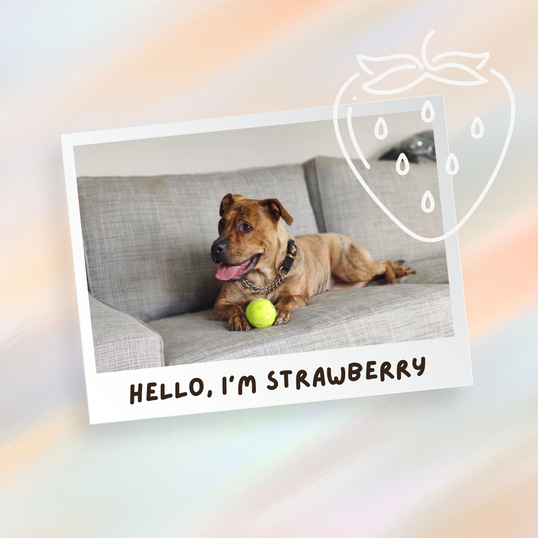 Strawberry – ADOPTED!