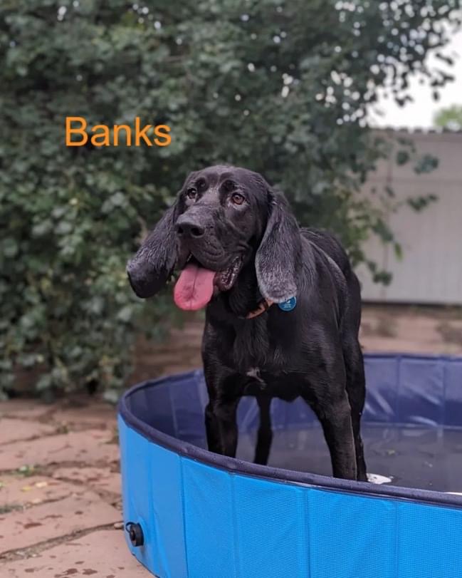 Banks – Adopted!