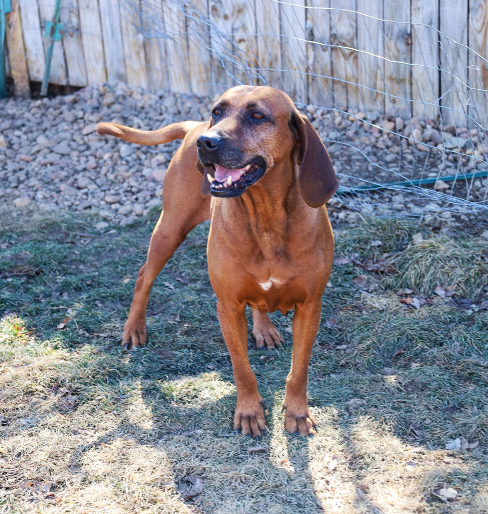 Bonnie the adoptable hound dog in denver. Redbone hound, adoptable dog, pretty redbone hound for adoption