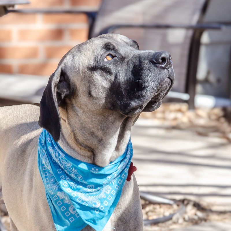 Cooper the Pocket Mastiff – Adopted!