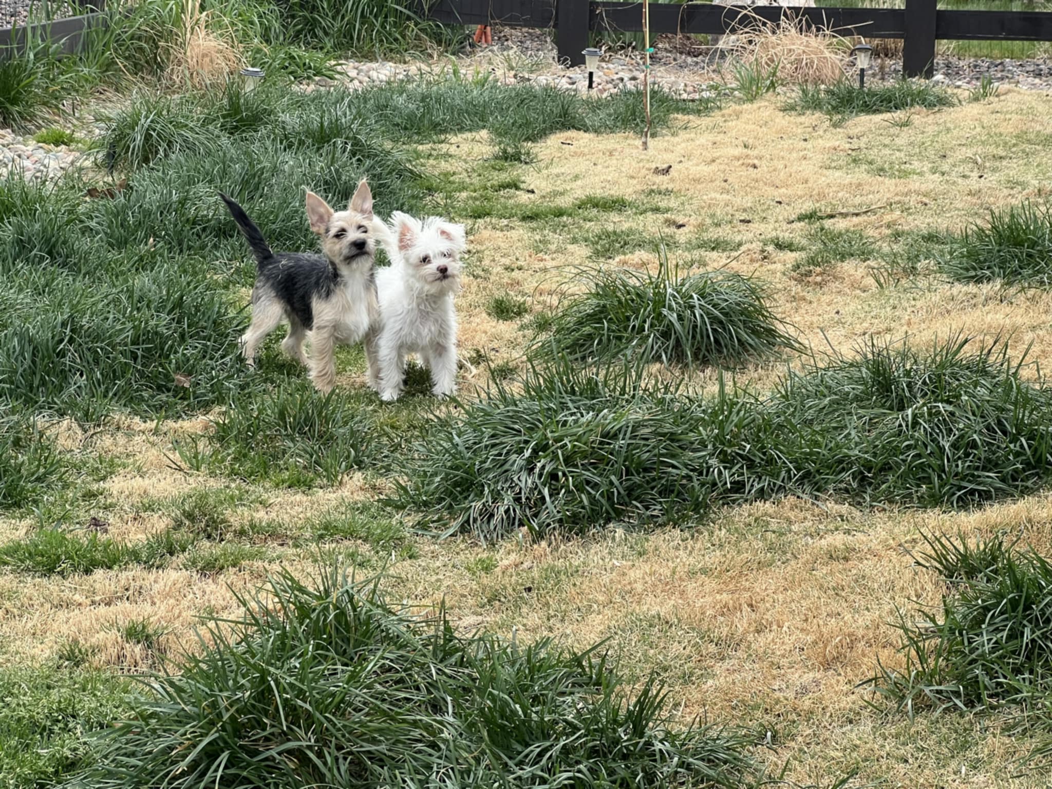 The Duke & Sundance