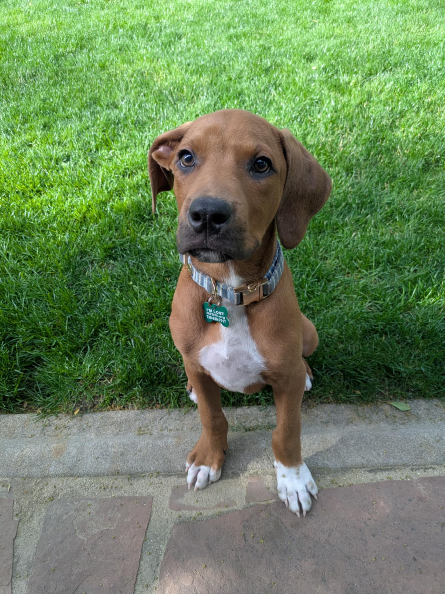 Storm – Leon – Adopted!