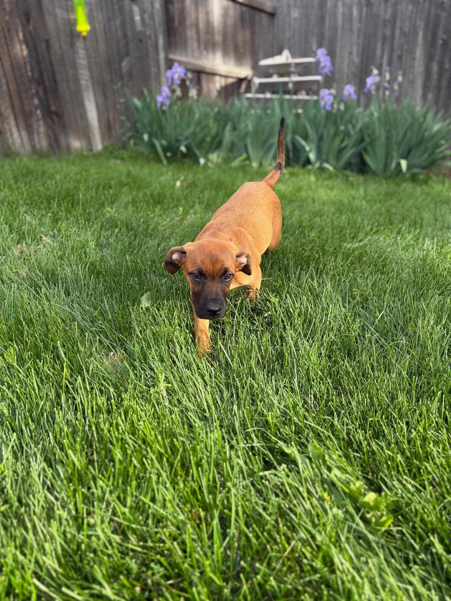 Rogue – Thelma – Adopted!